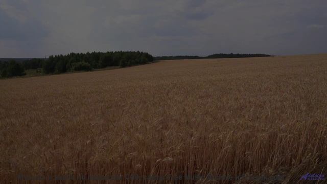 Музыка, перед которой не устоит даже ваш кот! - Circus Chaos Of Casio (swirly hallucination) -- Kesh