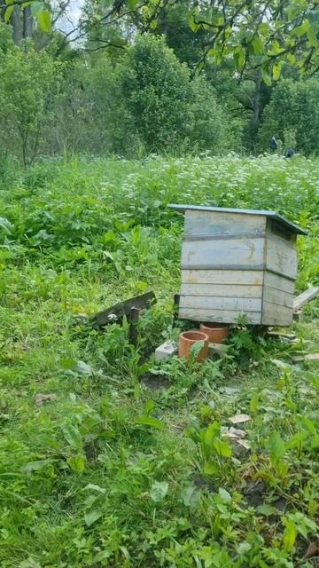 Медведи ходят за мёдом 🍯