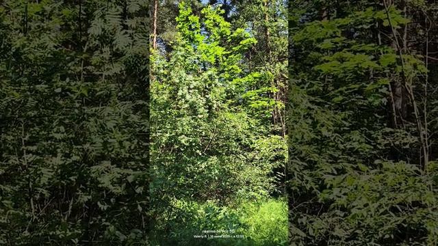 Подмосковный лес   16.06.2025
