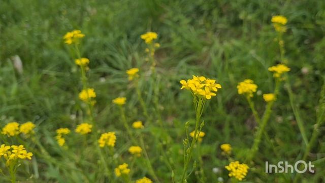 InShot_20250622_164910367