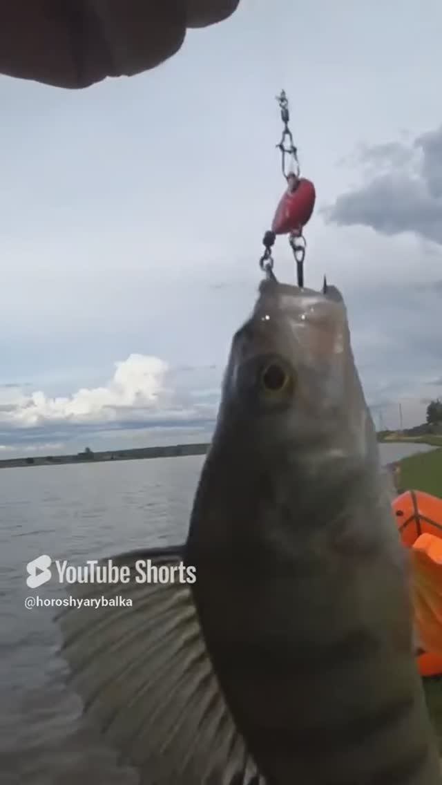 НА ТЕЙЛСПИННЕР.