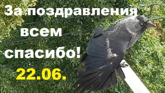 250622 Орловская галка Спасибо всем за поздравления в День рождения Орле хорошая погода город Орёл г