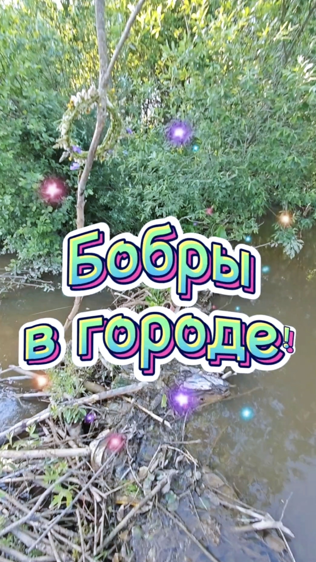 Бобровая плотина в черте города Санкт-Петербург