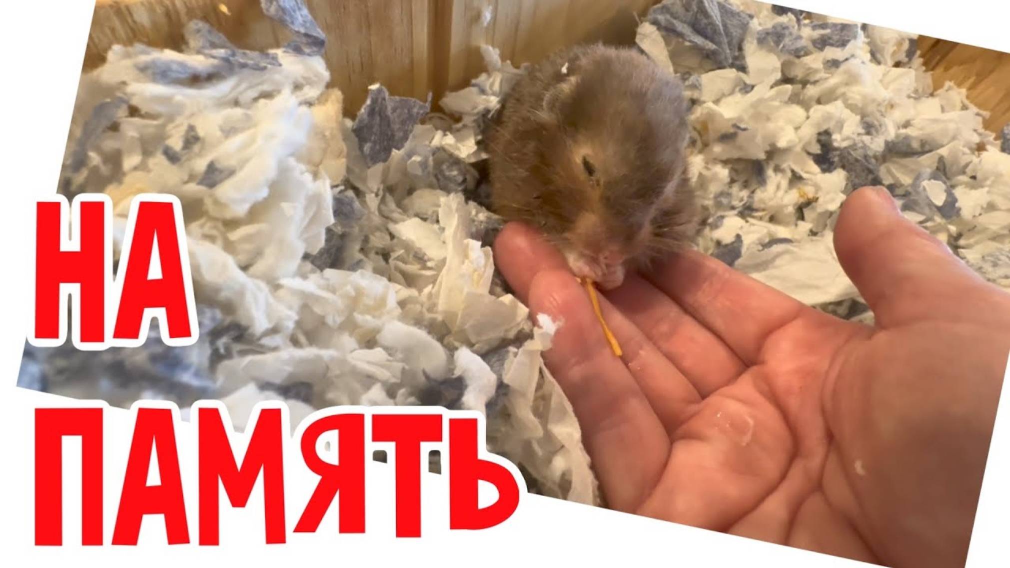 Наталья Фальконе. Ну почему жизнь такая