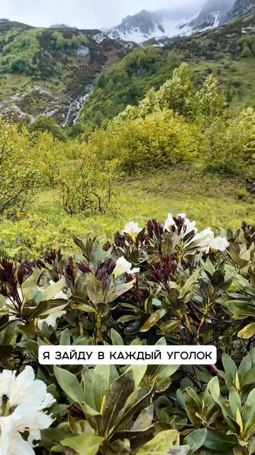 Рододендрон и горы  #озеромзы #походывабхазию #турыпоабхазии