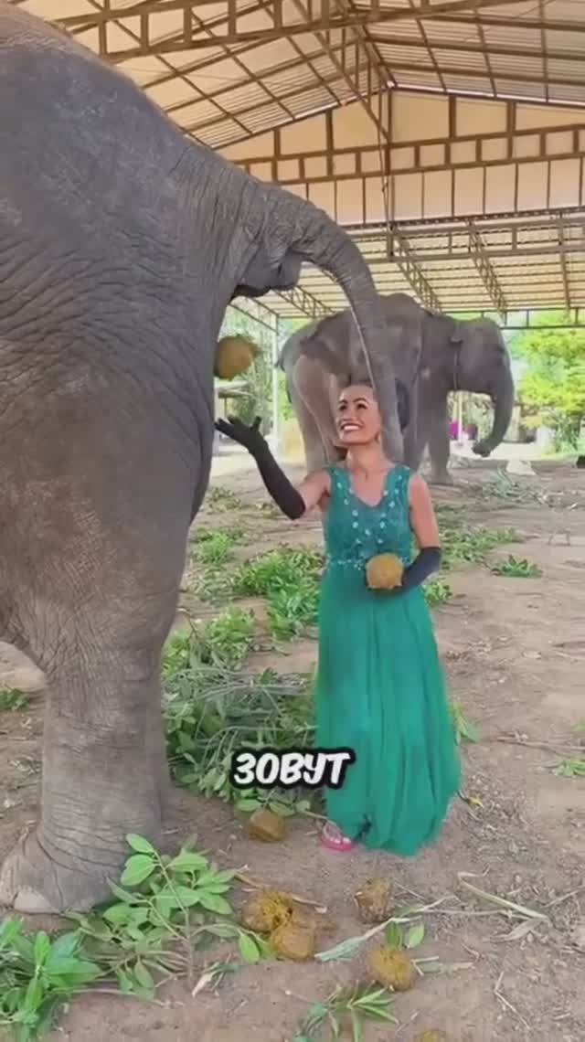 Элитный кофе и косметика из слоновьего помёта