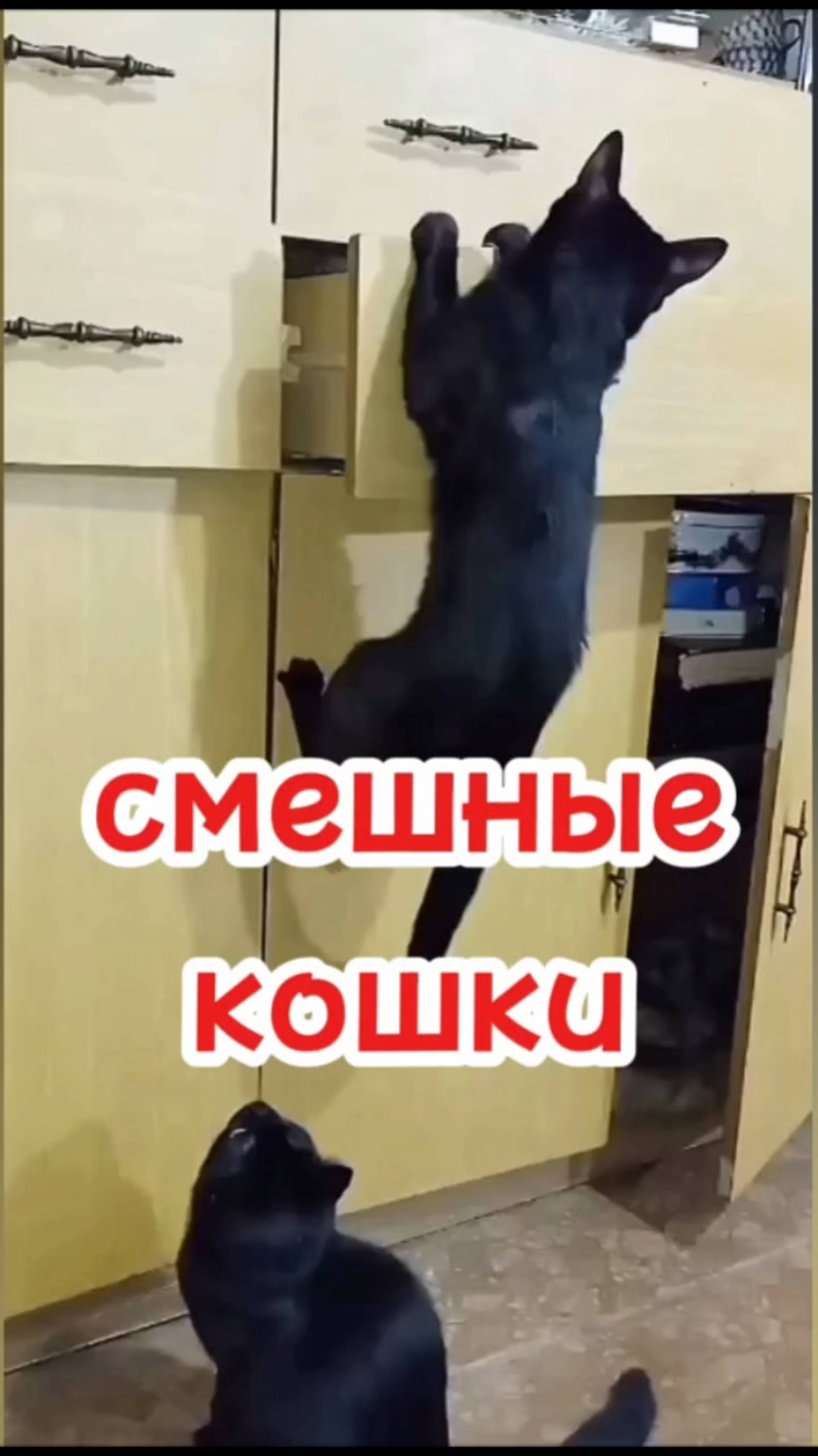 Смешные кошки.