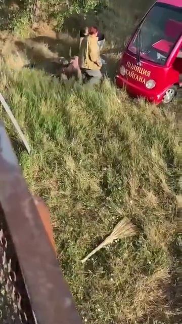 нападения льва на Олега Зубкова