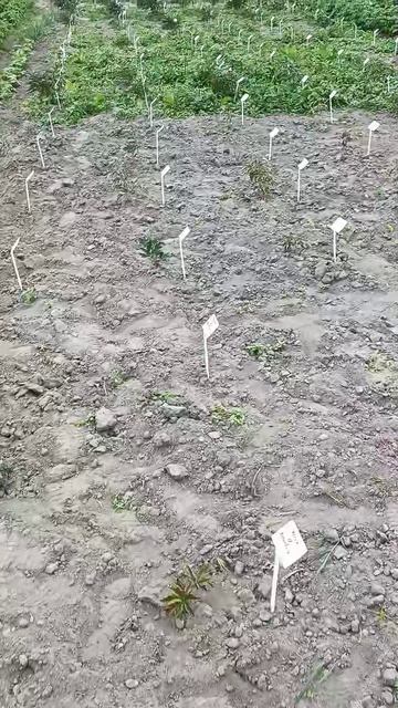 Прополка пионов от сорняков... Пионы на даче.