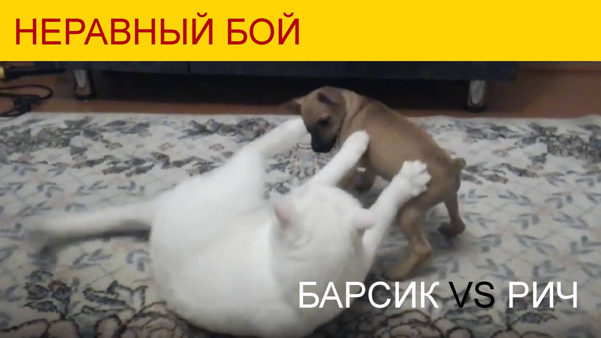 Барсик и Рич играют