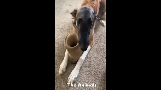 Приколы с животными!
