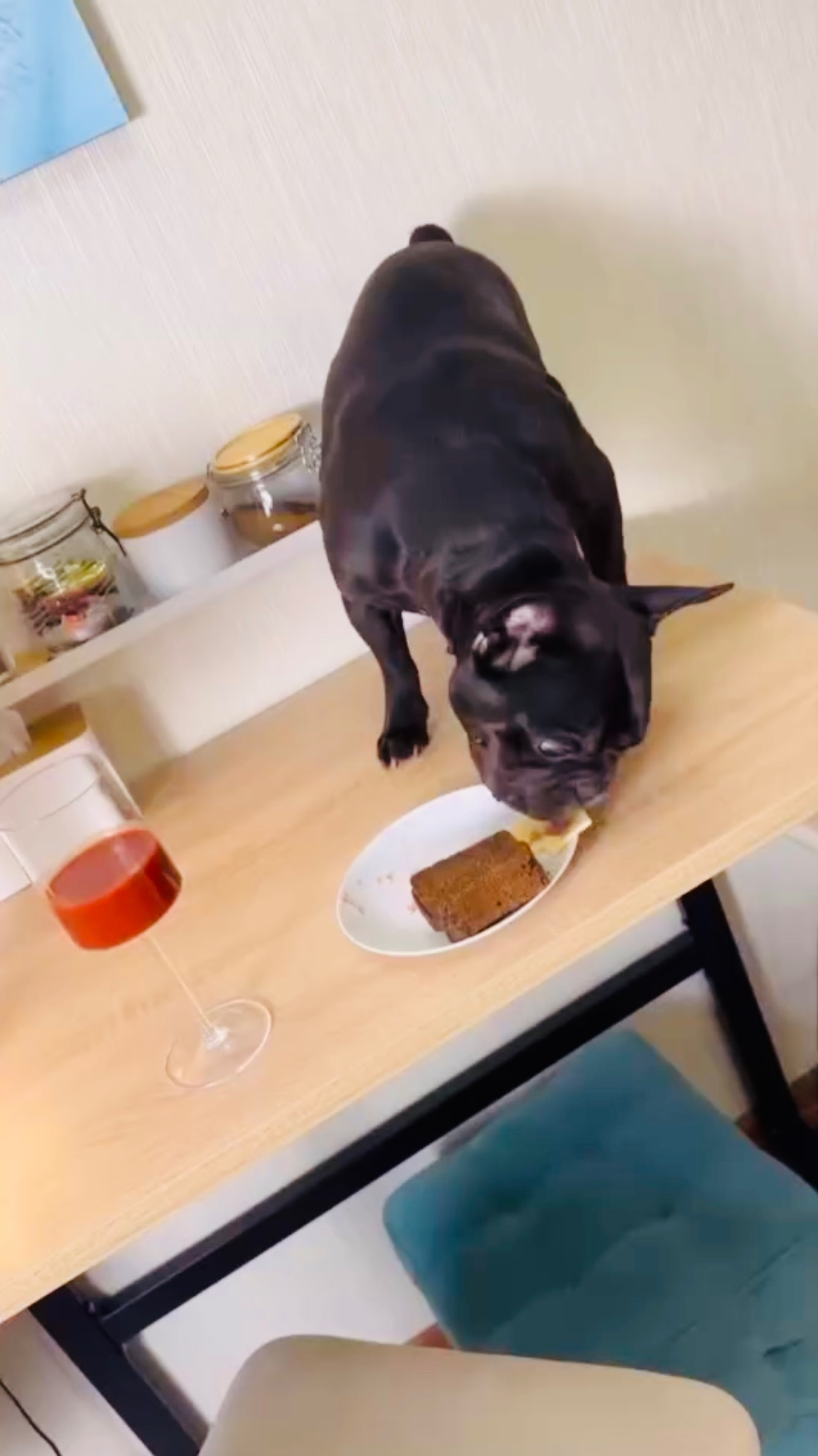 🐾 Собака абьюзер 🥲