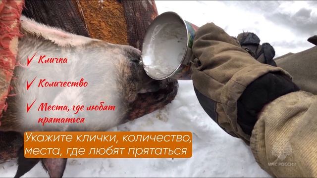Пожарная безопасность - домашние животные