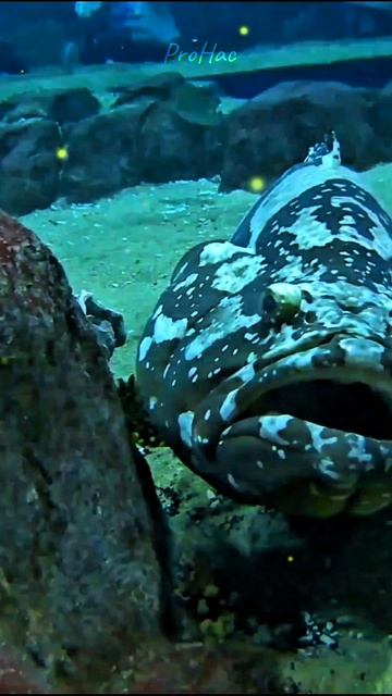 Adler Aquarium.Diving.https://vk.com/id508755201