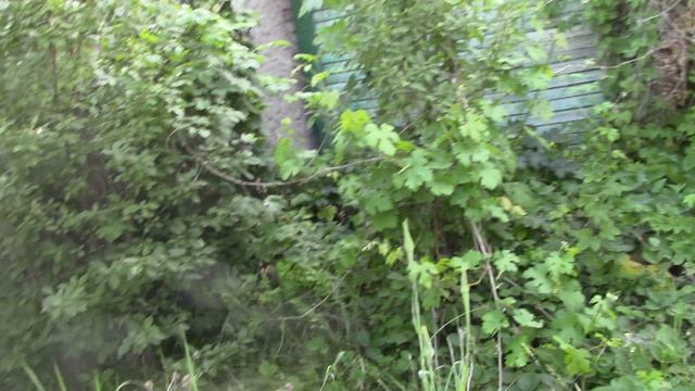 MVI_2296