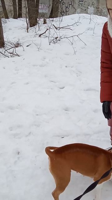 Амстафф Трейси знакомится с новыми людьми_1