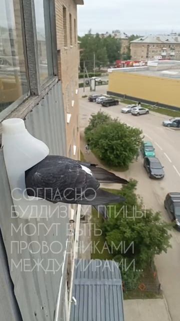 Кормление птиц — мощная карма и духовная практика 🕊️ Простой акт, что меняет всё!🌿