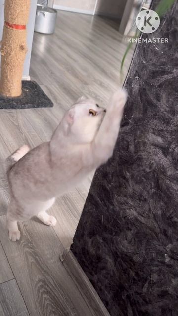 😸🧅 Я