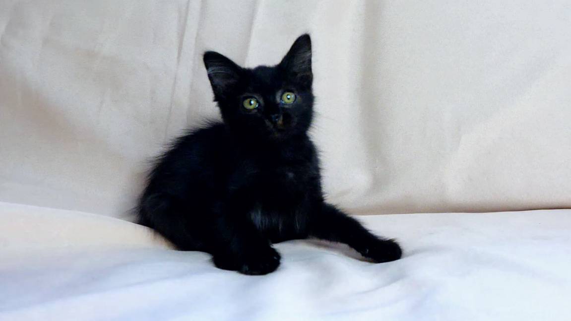 Черный котенок, которого усыновили.