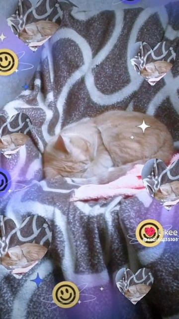 мой кот пушок 💞💞💞