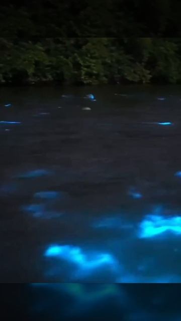 Плавающие рыбки в воде и эффект биолюминесценции.

Невероятное зрелище.