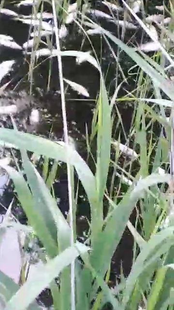 1000060447.mp4