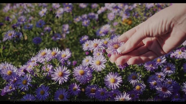 Этот клип - как волшебство, в которое хочется верить! - An_Ocytocin_Problem -- Koi-discovery -- Omeg