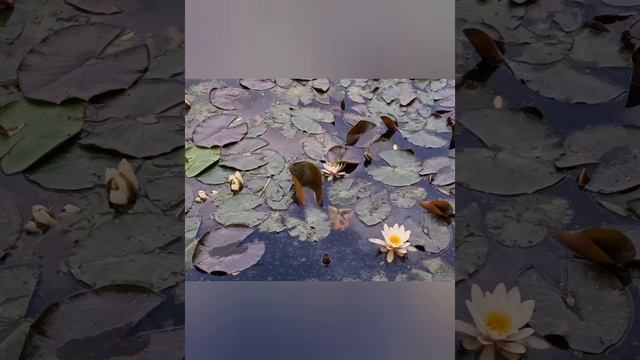 Июнь закончился. Парк. Прогулка.           June is over. A park. Walk.