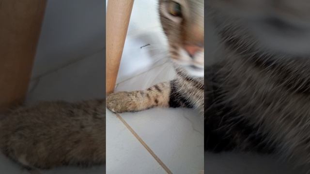 котик вырос