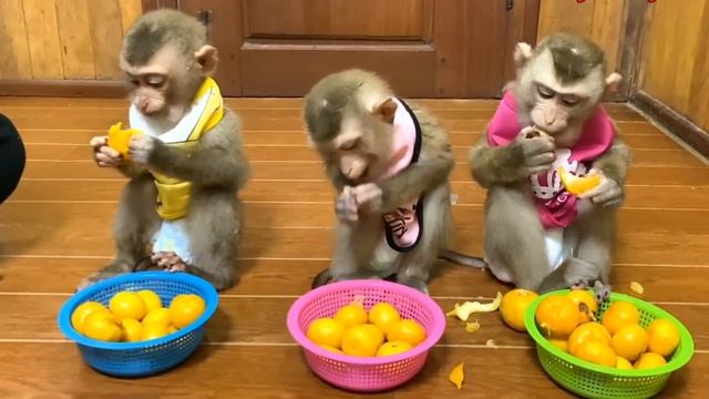 Обезьянки едят ЦИТРУСОВЫЕ Облизывают руки ноги И В РОТ ПОПАЛО