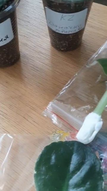 Отзыв на наши фиалки от замечательной покупательницы Надежды из Москвы!