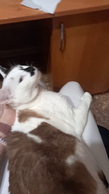 Ориентальный кот балдеет🐈