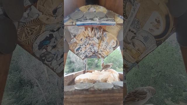 1000045117.mp4Кормушка.22.06.2025г.