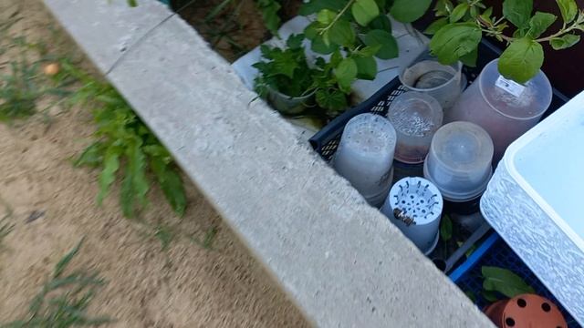 ВСЕ КОНЕЦ ?! Деревня .ЧТО ПОСЛЕ Дождей с Моим огородом .ЧТОБЫ ЕЕ СОХРАНИТЬ .