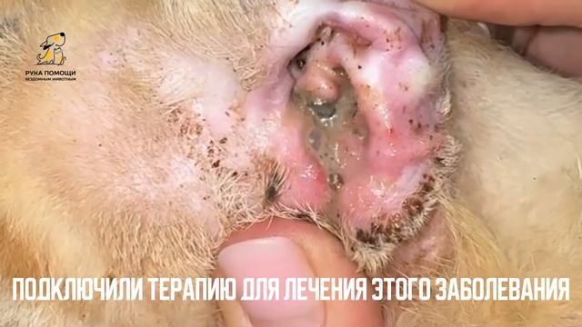 Гаспар радует своими успехами в лечении. Поддержать⬇️