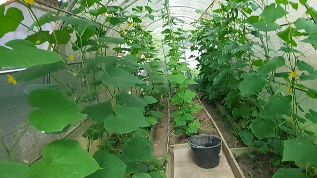 ЛЕС ДРЕМУЧИЙ...ЧТО РАСТЁТ В ТЕПЛИЦЕ...ЗАЖИЛО ВСЁ КАК НА СОБАКЕ