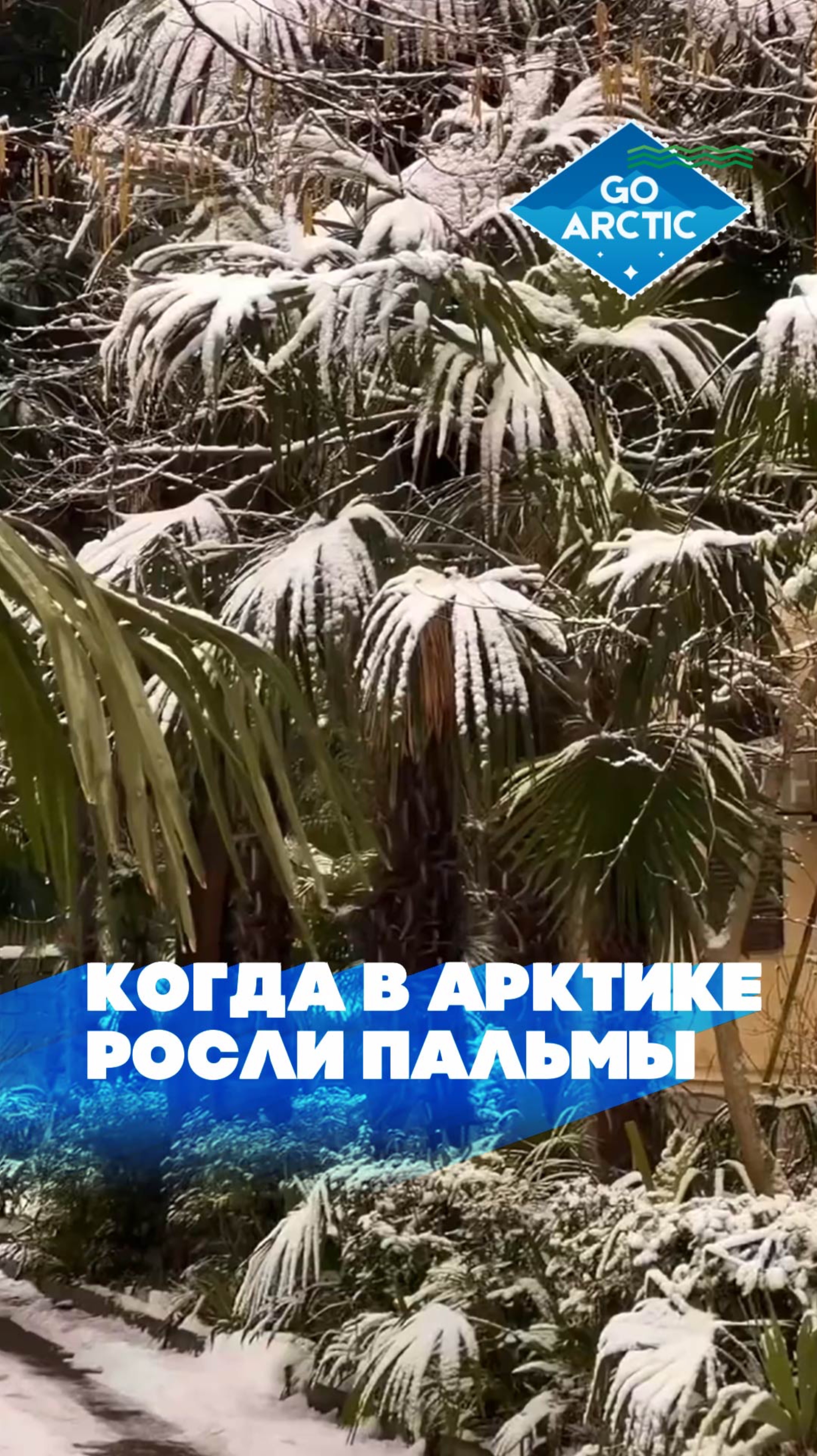 🌴 48 миллионов лет назад в Арктике росли пальмы, а снега и льда не существовало!