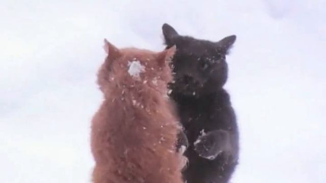 Схватка котов