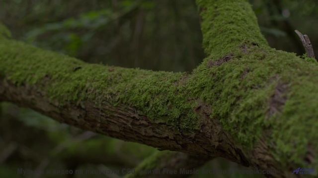 Природа никогда не выглядела так сексуально - включите звук! - Guesses -- Ketsa -- Collective Consci