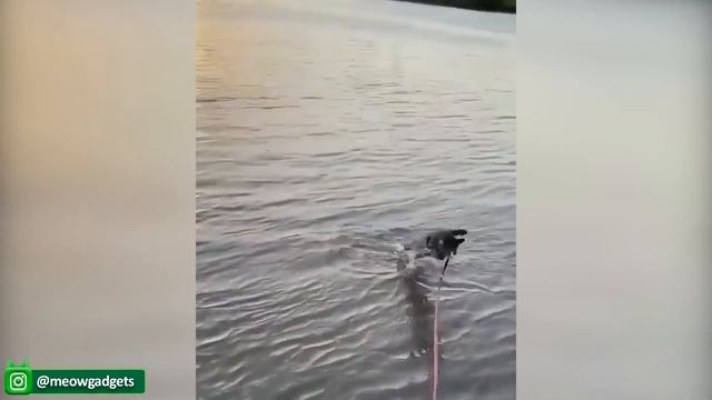 Забавные видео с животными, которые делают Вас счастливее (Кошки и собаки)