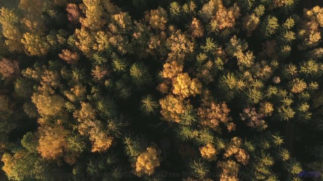 Эта композиция создана квантовой запутанностью - услышьте связь всего со всем! - Symphony No. 1 IV.