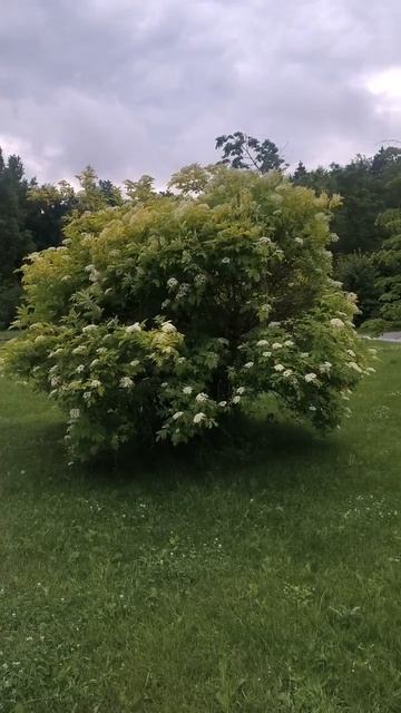 Широкий куст