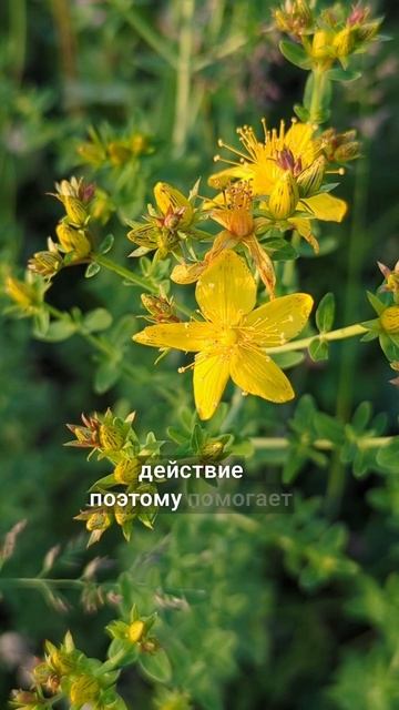 вернёт волю к жизни