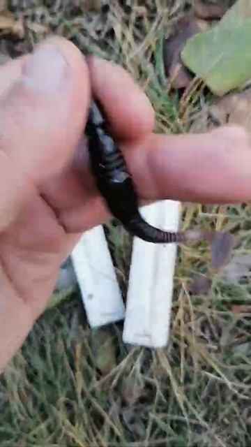 Литьё силиконовых приманок своими руками. #рыбалка #fishing #силиконовыеприманки