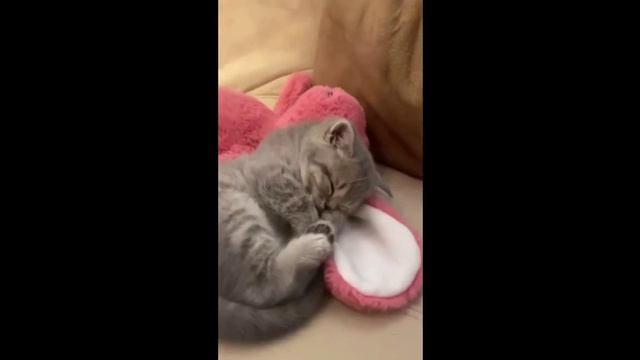 Спокойной ночи.