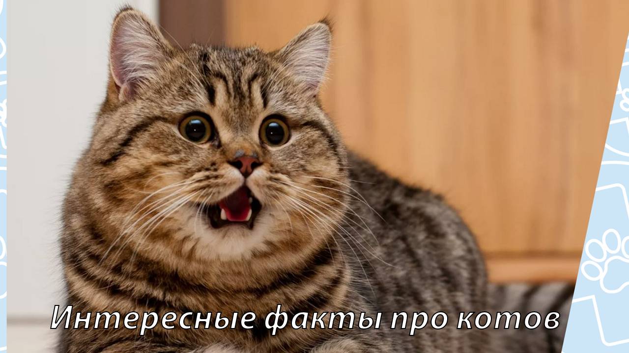10 интересных фактов о кошках, которых ты не знал