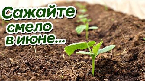 Что посадить в июне? Эти овощи и зелень дадут урожай даже в жару!