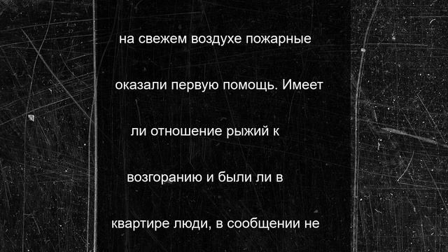На пожаре в многоэтажке в Кудрово пострадал кот