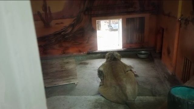 Поел мясо. 22.06.2025 Видео от опекуна Светланы