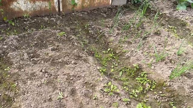 Коптим рыбку/ наши приобретения/ внук сломал руку😉